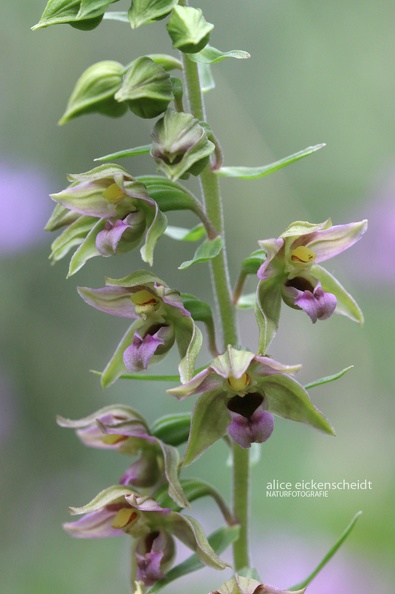 Breitblättrige Stendelwurz (Epipactis helleborine)